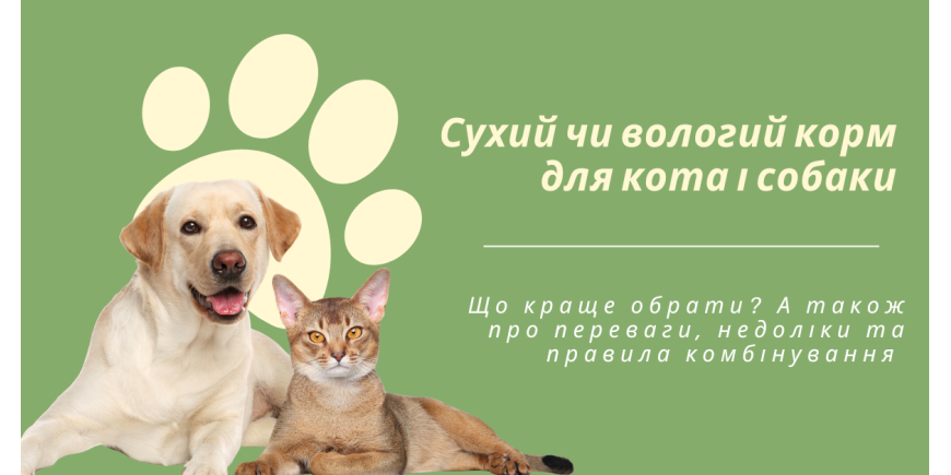 Сухий чи вологий корм для кота і собаки: що краще обрати