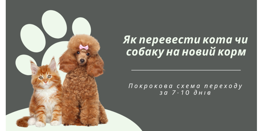 Як перевести кота чи собаку на новий корм без розладу шлунку